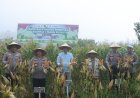 Panen Raya Jagung Serentak Kuartal I 2026, Polres Solok Tegaskan Komitmen Dukung Ketahanan Pangan Nasional